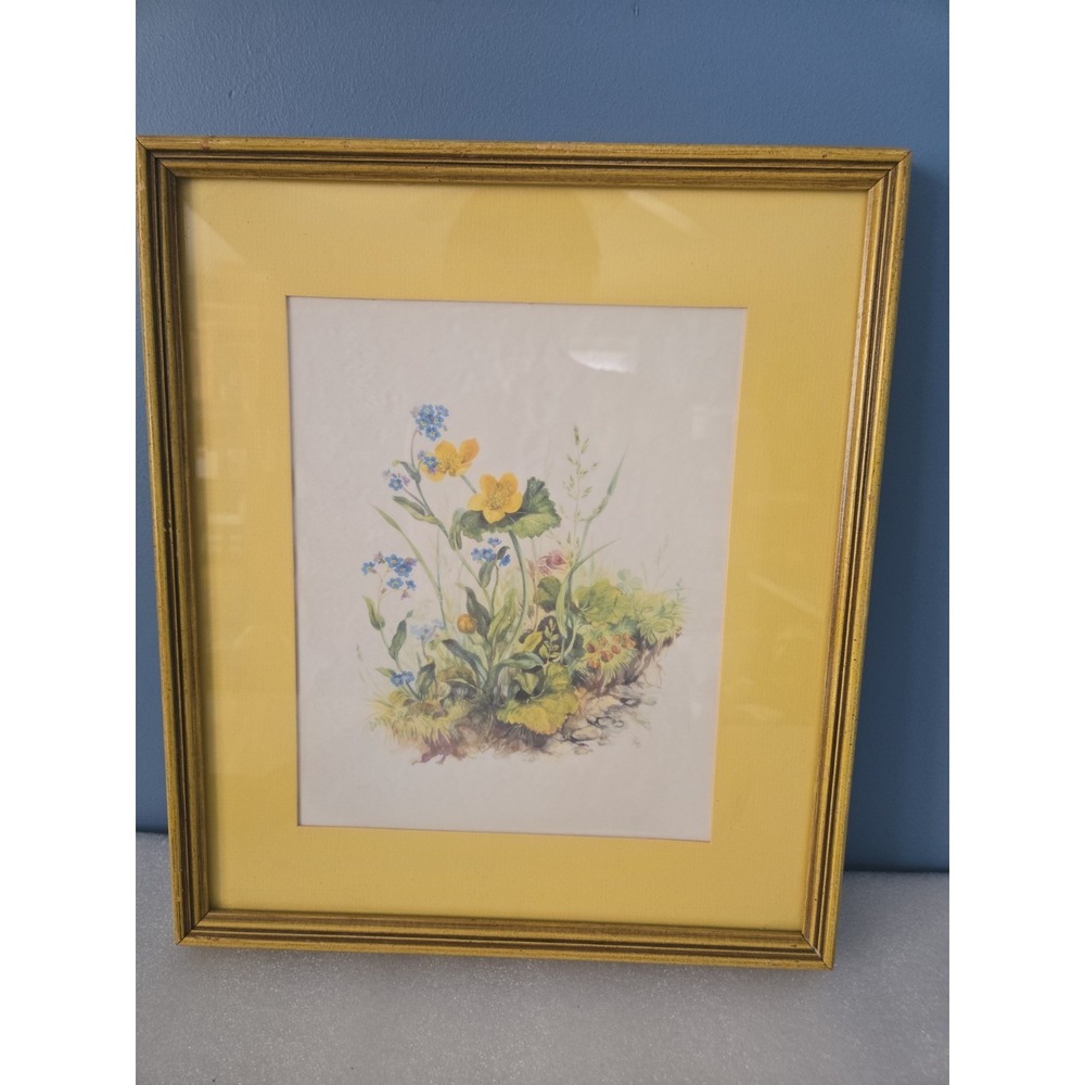 Vtg Botanical Illustration: Marsh Marigolds  Forget-Me-Nots Framed Artwork Print